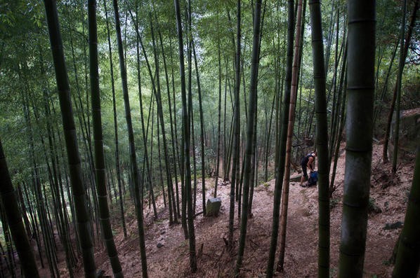 A photo of the beautiful bamboo forests on the way to Lion's Head Rock.
